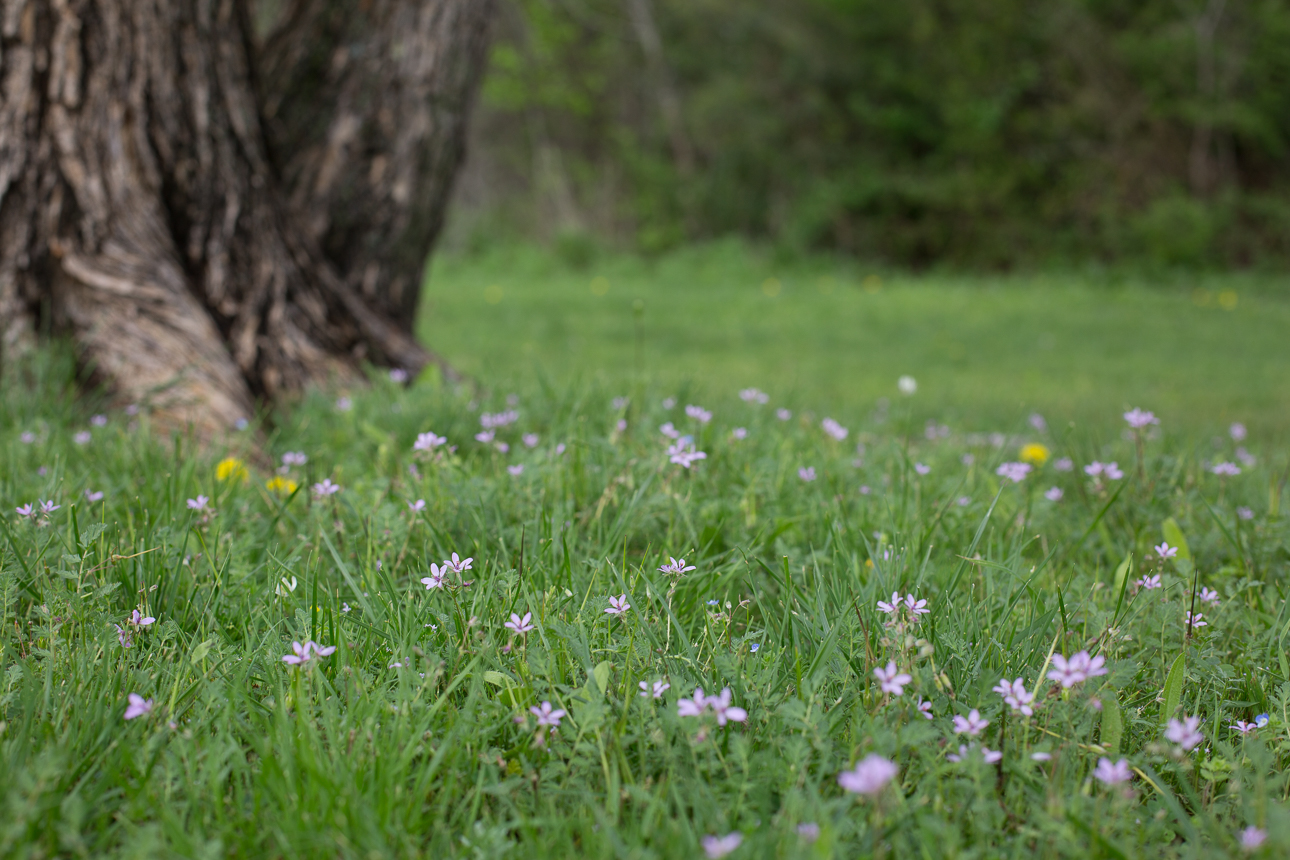 Welcome Spring Texas Wildflowers Are Here Texas Kids Adventures