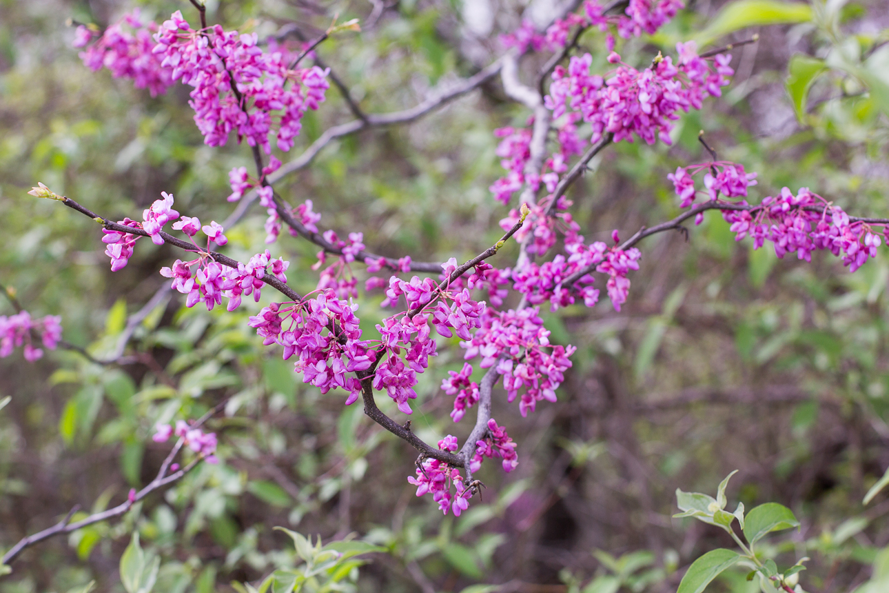 Welcome Spring Texas Wildflowers Are Here Texas Kids Adventures
