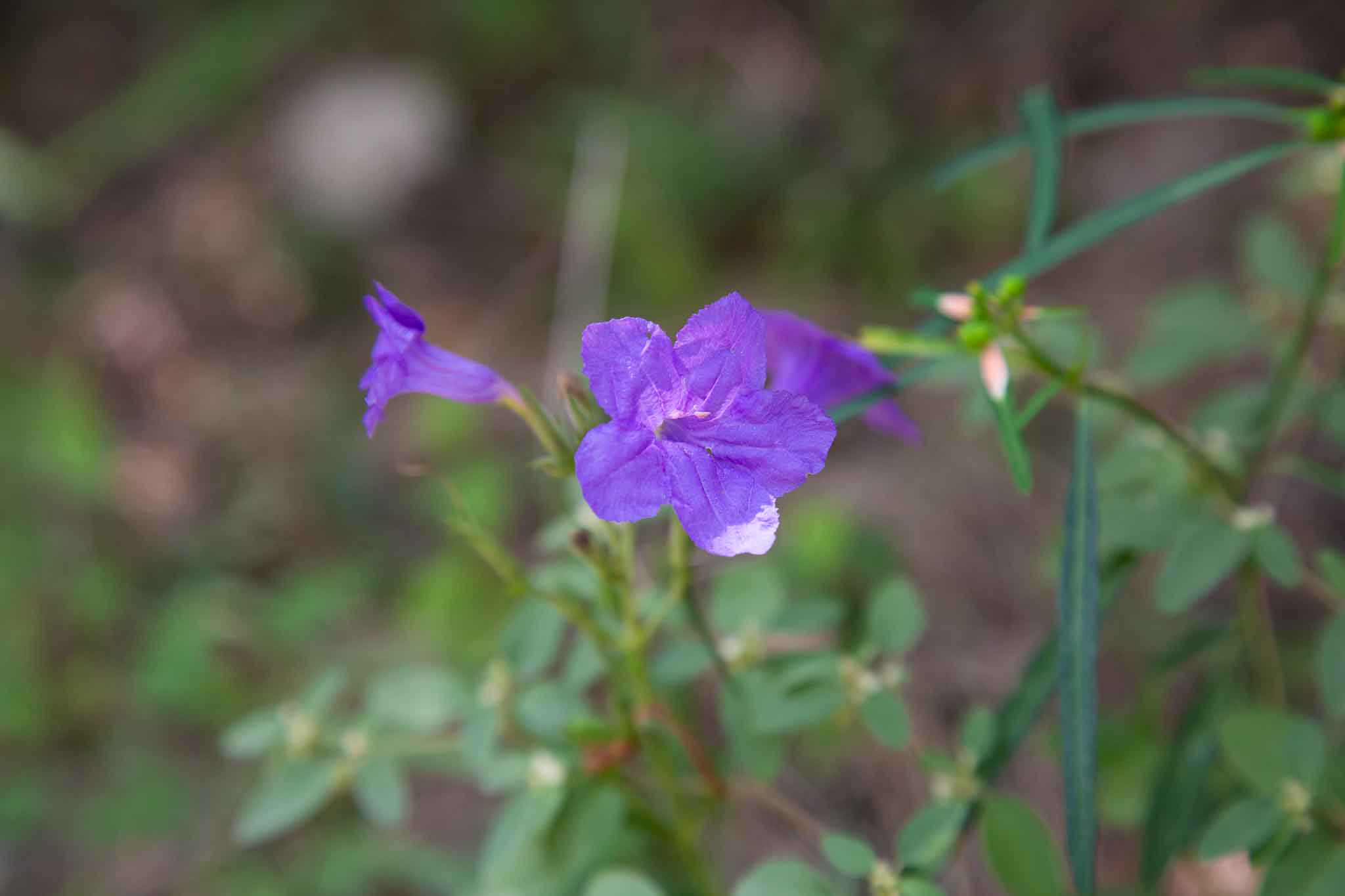 A Second Spring Fall Wildflowers In Texas Texas Kids Adventures