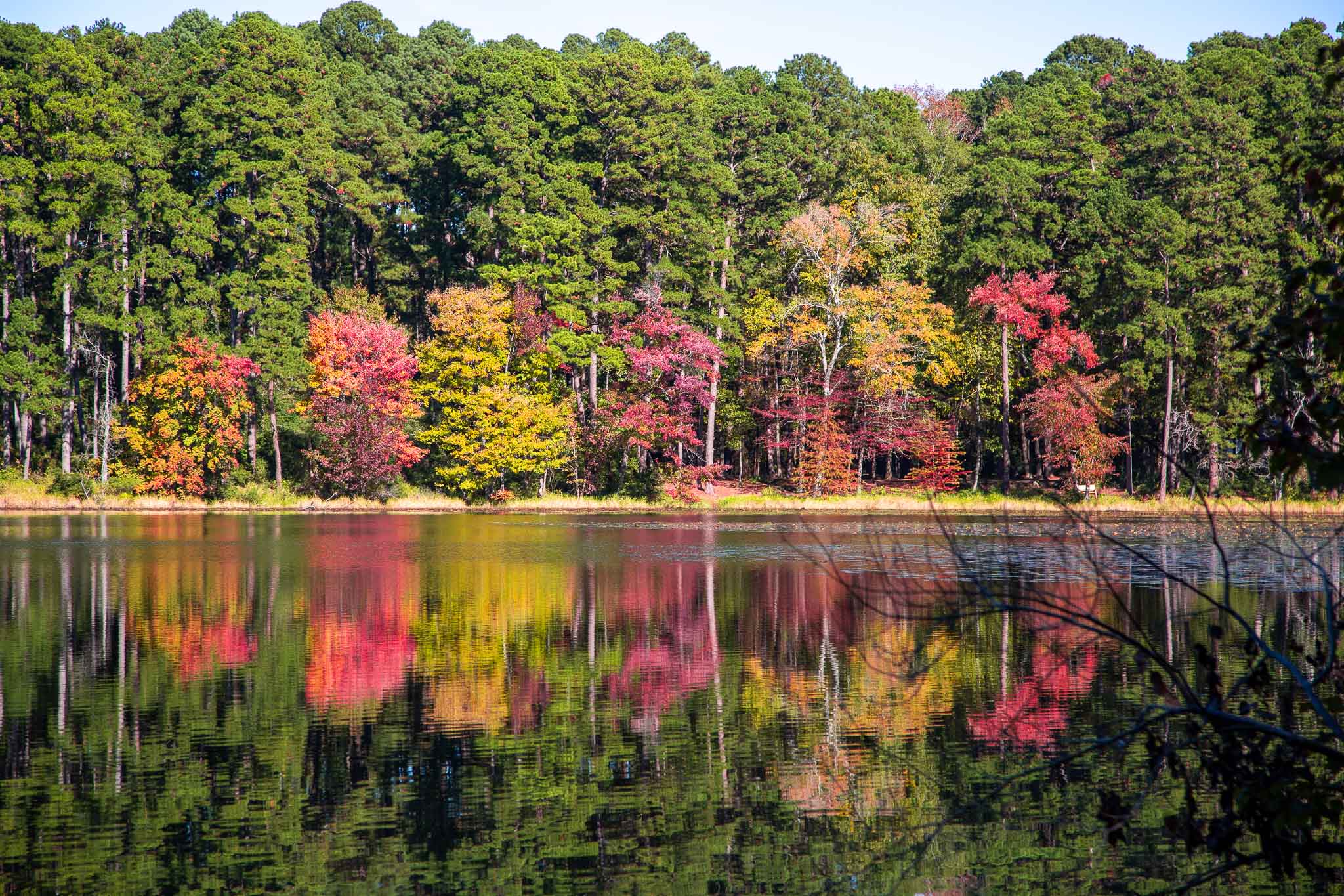 Top 5 Places to See Fall Tree Color in Texas - Texas Kids Adventures